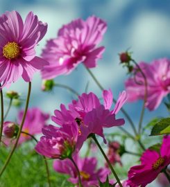 Floristería Lorea