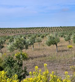 Carnicería Ecológica Aranda