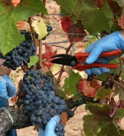 BODEGAS BARRIALBA