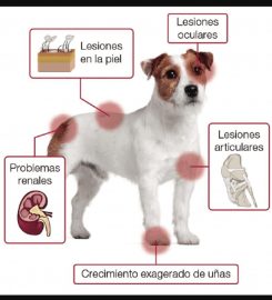 Clínica Veterinaria Landa