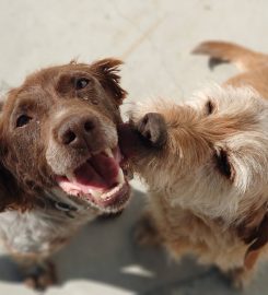 Clínica Veterinaria Landa