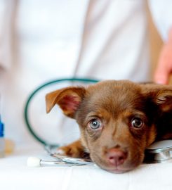 Clínica Veterinaria El Pilar