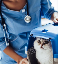 Clinica Veterinaria Mediterraneo