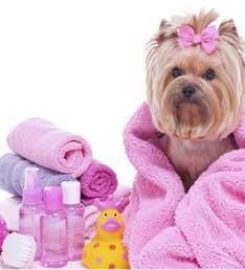 Peluquería Canina Miss & Mister Can