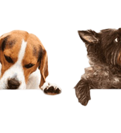 Peluquería Canina Miss & Mister Can